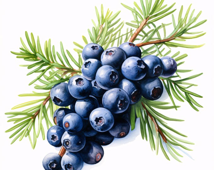 Watercolor Juniper Berries Clipart: Herbal Plant Art (JPGs, Commercial Use, Digital Download)