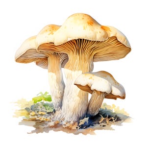 Panellus Clipart, Pilze Bilder, 10 Aquarell Clip Art, druckbare JPGs, Sofort Download, kommerzielle Nutzung, Papiermodell