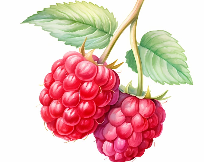 Raspberry Fruit Clipart, Raspberries Images, 10 Watercolor Clip Art, Printable JPGs, Instant Download, Commercial Use, Paper craft