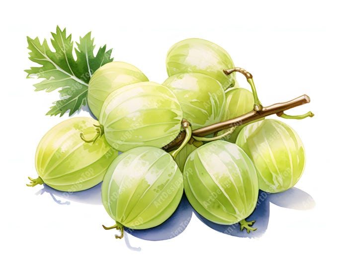 Gooseberry Clipart, Green Gooseberry Berries Images, 10 Watercolor Clip Art, Printable JPGs, Instant Download, Commercial Use, Paper craft