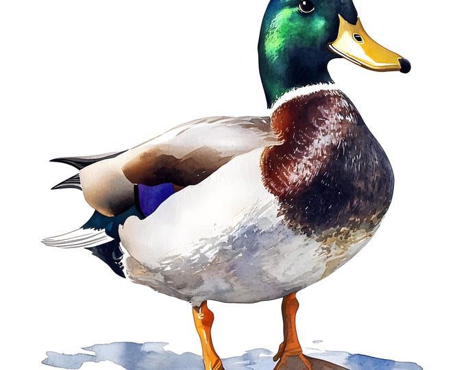 Duck Clipart, Mallard Duck Images, 10 Watercolor Clip Art, Printable JPGs, Instant Download, Commercial Use, Paper craft