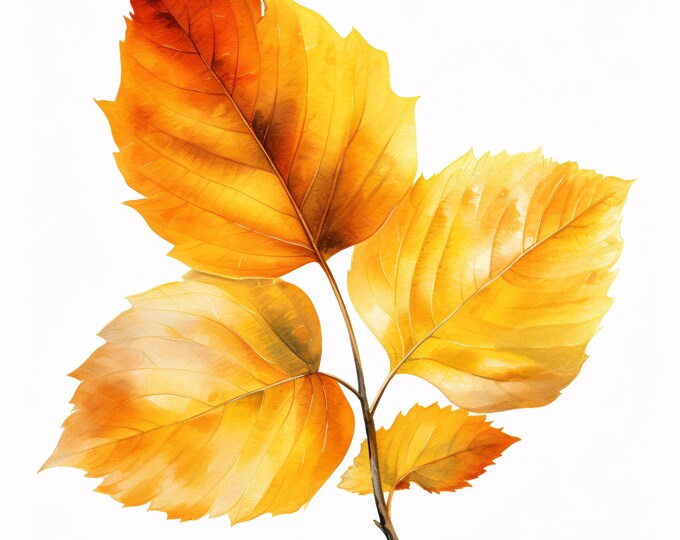 Autumn Leaves Watercolor Clipart: Fall Maple Foliage JPGs (Commercial Use, Instant Download)