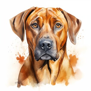 Rhodesian Ridgeback Watercolor Clipart: Dog Breed Art (jpgs, Commercial ...