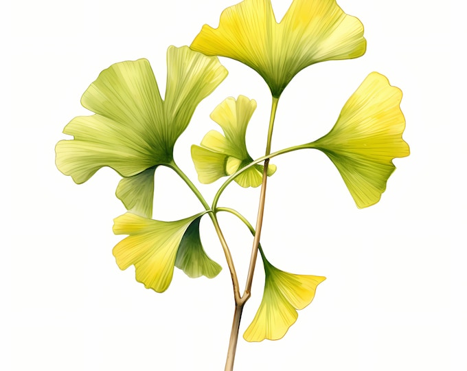Ginkgo Clipart, Ginkgo Leaves Images, 10 Watercolor Clip Art, Printable JPGs, Instant Download, Commercial Use, Paper craft