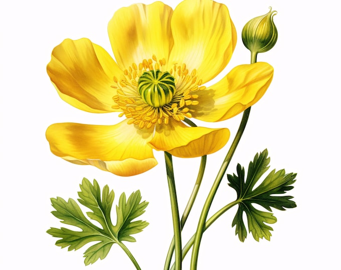 Buttercup Flower Clipart, Yellow Bloom Images, 10 Watercolor Clip Art, Printable JPGs, Instant Download, Commercial Use, Paper Craft