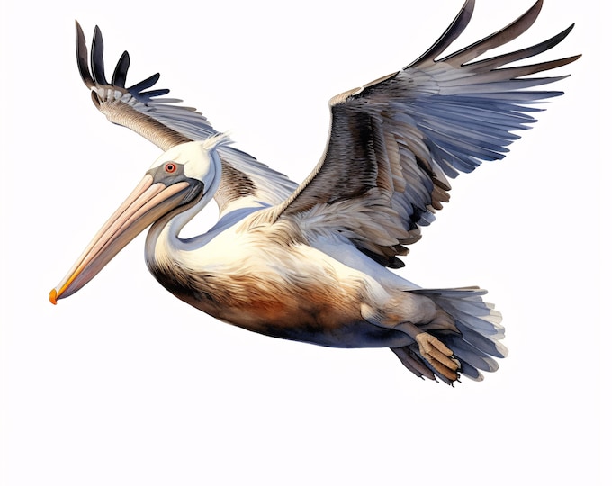 Watercolor Pelican Clipart: 10 Seabird JPGs for Commercial Use (Instant Download