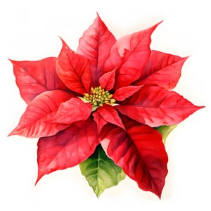 Clipart kerstster, kerstbloemafbeeldingen, 10 aquarel-illustraties, afdrukbare JPG's, Instant Download, Commercieel gebruik, Papercraft