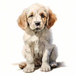 Clipart chien épagneul Clumber, images de chiot, 10 cliparts aquarelle, fichiers JPG imprimables, téléchargement immédiat, usage commercial, créations en papier