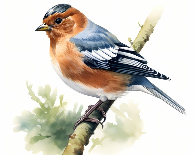 Chaffinch Clipart, Chaffinch on Branch Images, 10 Watercolor Clip Art, Printable JPGs, Instant Download, Commercial Use, Paper craft