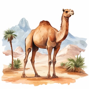 Clipart di cammelli, immagini di cammelli nel deserto, 14 clipart ad acquerello, JPG stampabili, download immediato, uso commerciale, artigianato di carta