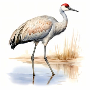 Clipart grue du Canada, Images de grue côtière, 10 cliparts aquarelle, fichiers JPG imprimables, téléchargement immédiat, usage commercial, créations en papier