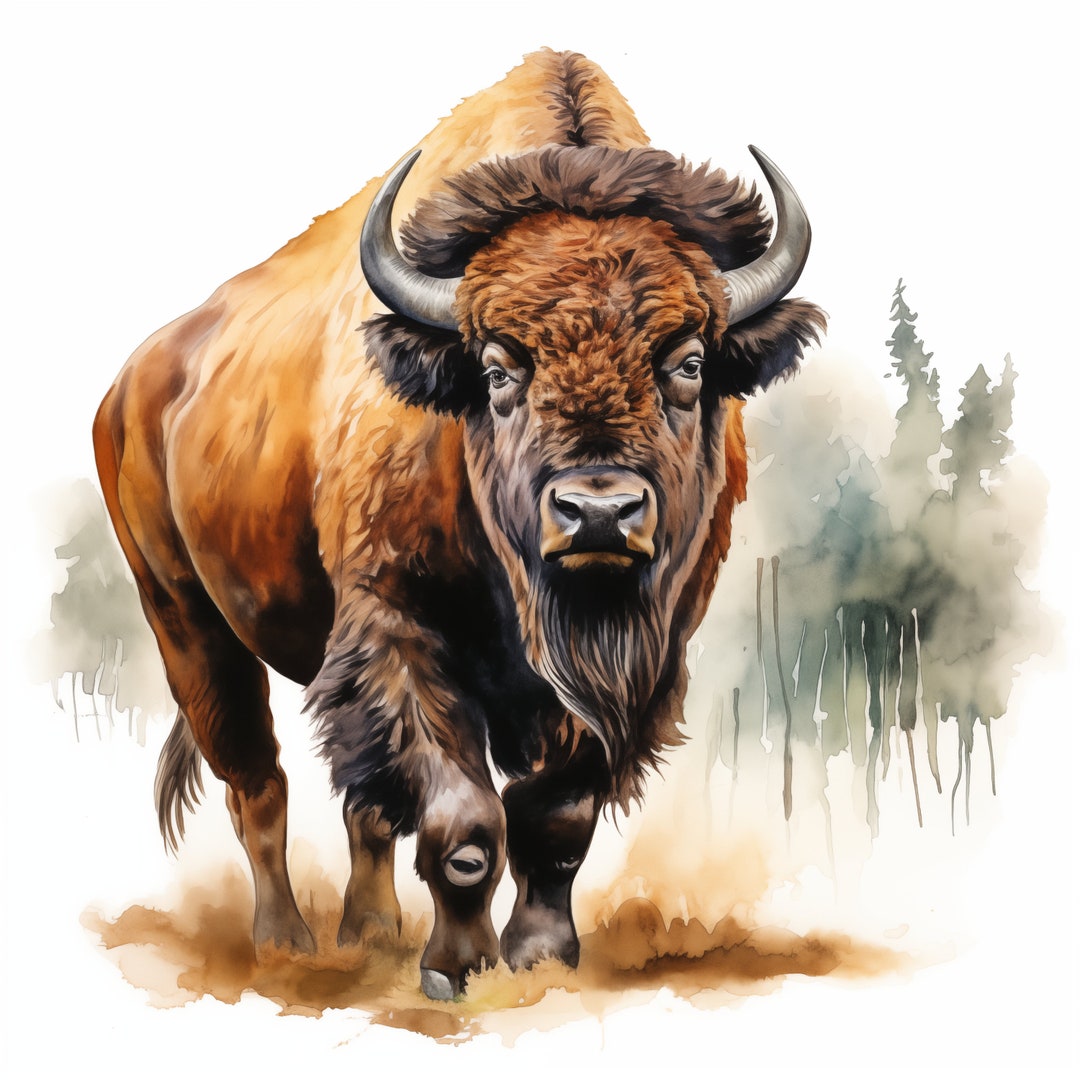 Bison Clipart, American Bison Images, 10