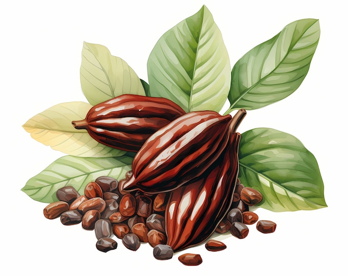 Cocoa Clipart, Cocoa Beans Images, 10 Watercolor Clip Art, Printable JPGs, Instant Download, Commercial Use, Paper craft