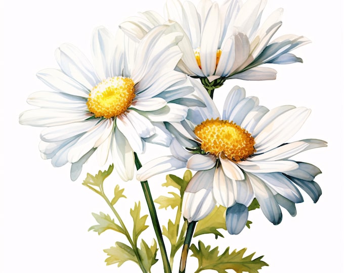 Daisy Clipart, White Flowers Images, 10 Watercolor Clip Art, Printable JPGs, Instant Download, Commercial Use, Paper Craft