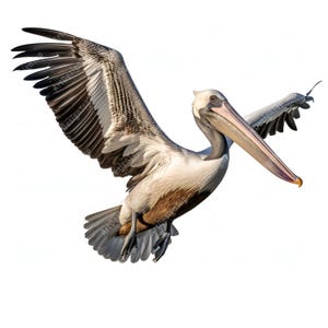 Fliegender Pelikan Clipart, Seevogel Bilder, 10 Aquarell Clip Art, druckbare JPGs, Sofort Download, kommerzielle Nutzung, Papiermodell