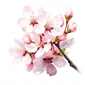 Imágenes de flores de cerezo, imágenes de ramas de sakura, 10 imágenes prediseñadas de acuarela, archivos JPG imprimibles, descarga instantánea, uso comercial, manualidades de papel