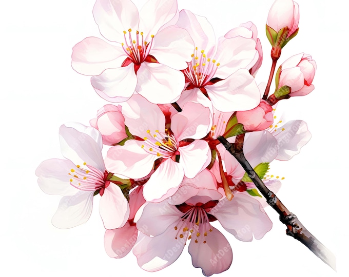 Cherry Blossom Clipart, Sakura Branches Images, 10 Watercolor Clip Art, Printable JPGs, Instant Download, Commercial Use, Paper craft