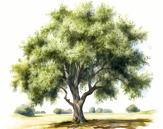 Olive Tree Clipart, Olive Trees Images, 10 Watercolor Clip Art, Printable JPGs, Instant Download, Commercial Use, Paper craft