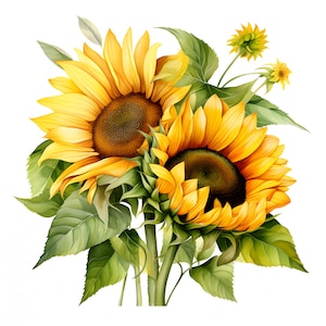 Zonnebloem clipart, zonnebloem en bladeren afbeeldingen, 10 aquarel illustraties, afdrukbare JPG's, Instant Download, Commercieel gebruik, Papercraft