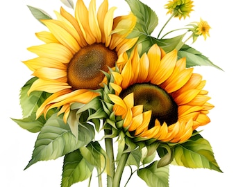 Sunflower Clipart, Sunflower And Leaves Images, 10 Watercolor Clip Art, Printable JPGs, Instant Download, Commercial Use, Paper craft