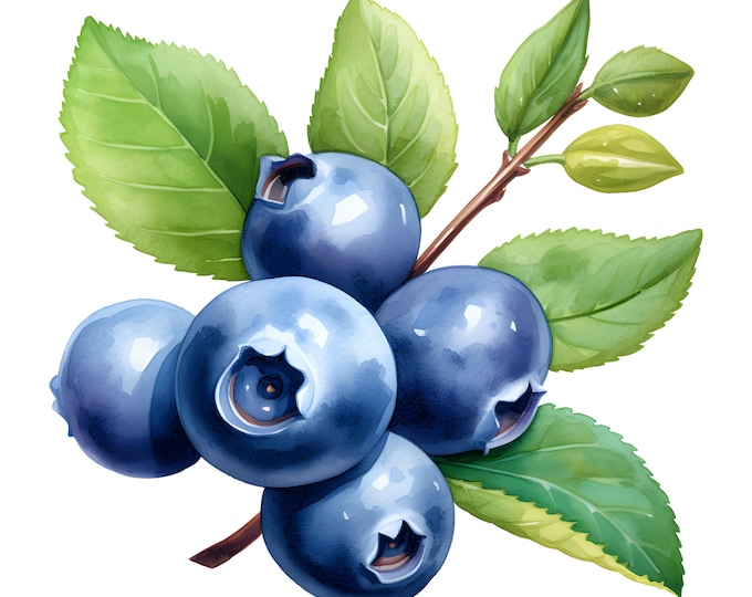 Blueberry Clipart, Blueberry Stem Images, 10 Watercolor Clip Art, Printable JPGs, Instant Download, Commercial Use, Paper craft