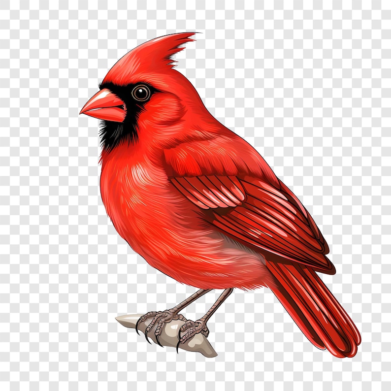 9 PNG Cardinal Bird Clipart, Red Winter Bird Images, Watercolor Clip ...