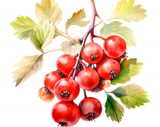 Hawthorn Clipart, Hawthorn Birthflower Images, 10 Watercolor Clip Art, Printable JPGs, Instant Download, Commercial Use, Paper craft