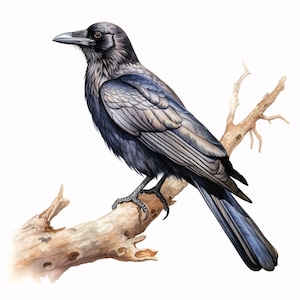 Watercolor Raven Clip Art: Majestic Crow Images (JPG Digital Download, Commercial Use)