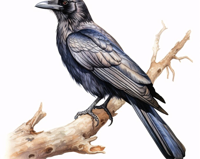 Watercolor Raven Clip Art: Majestic Crow Images (JPG Digital Download, Commercial Use)