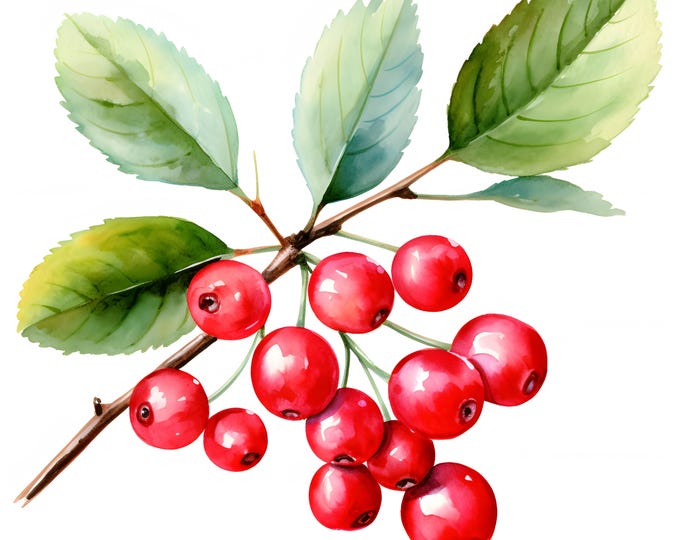 Cranberry Clipart, Lingonberry Branch Images, 10 Watercolor Clip Art, Printable JPGs, Instant Download, Commercial Use, Paper craft