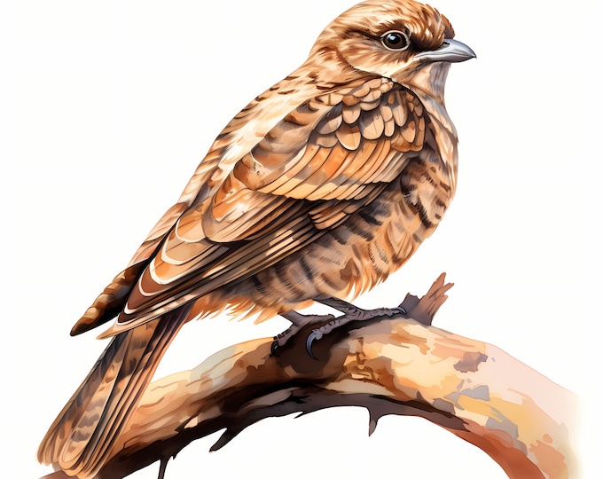 Nightjar Clipart, Mystical Bird Images, 10 Watercolor Clip Art, Printable JPGs, Instant Download, Commercial Use, Paper craft