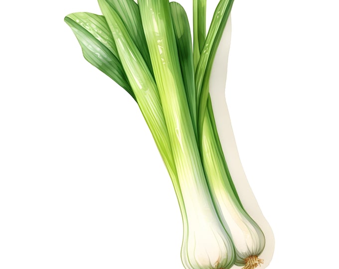 Leek Clipart, Garden Leek Images, 10 Watercolor Clip Art, Printable JPGs, Instant Download, Commercial Use, Paper craft