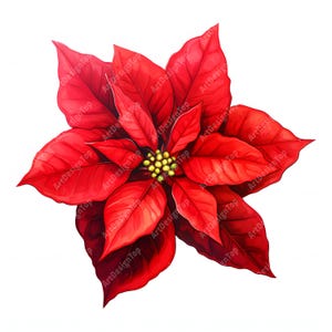 Clipart di Poinsettia, Immagini di fiori di Natale, 10 clipart di acquerelli, JPG stampabili, Download immediato, Uso commerciale, Carta artigianale