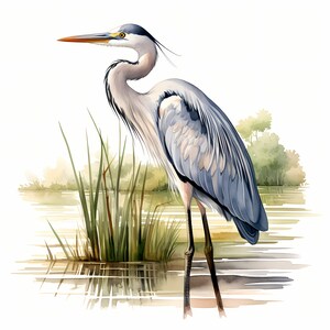May include: A watercolour painting of a great blue heron standing in a marsh. The heron is grey and blue with a long neck and long legs. It is standing in shallow water with green reeds in the background.