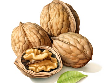 Watercolor Walnut Clipart: Printable Nuts Images (JPGs)