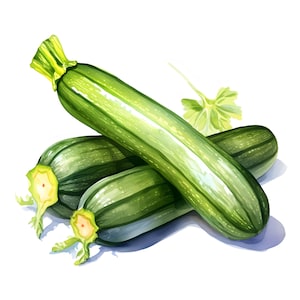 Zucchini Clipart, Farm Vegetable Images, 10 Watercolor Clip Art, Printable JPGs, Instant Download, Commercial Use, Paper craft