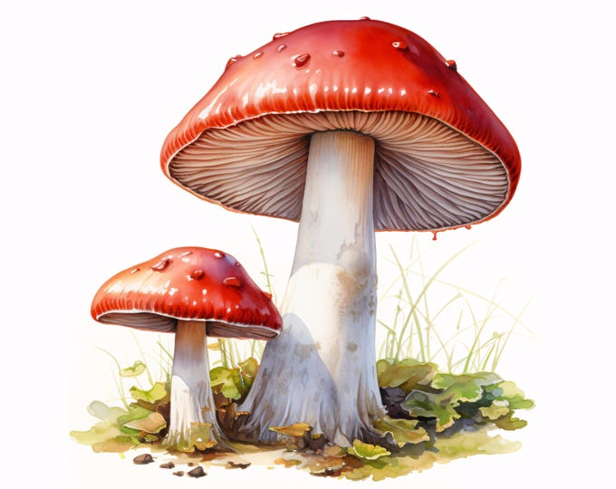 Mushroom Clipart, Forest Fungi Images, 10 Watercolor Clip Art, Printable JPGs, Instant Download, Commercial Use