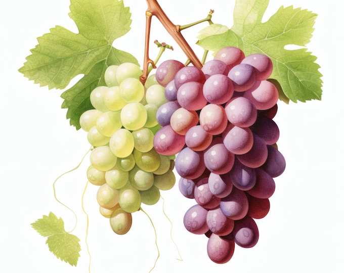 Grapes Clipart, Fresh Fruits Images, 10 Watercolor Clip Art, Printable JPGs, Instant Download, Commercial Use, Paper craft