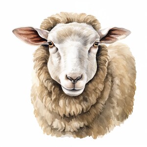 Op de afbeelding: Een close-up portret van een schaap met witte vacht en bruine wol. Het schaap heeft een vriendelijke uitdrukking en kijkt rechtstreeks naar de kijker.