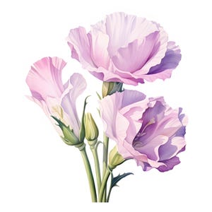 Imágenes prediseñadas de eustoma, imágenes de flores de eustoma, 10 imágenes prediseñadas de acuarela, archivos JPG imprimibles, descarga instantánea, uso comercial, manualidades de papel
