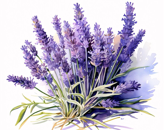 Watercolor Lavender Clipart: Purple Flower Art, Botanical Images (JPGs, Commercial Use