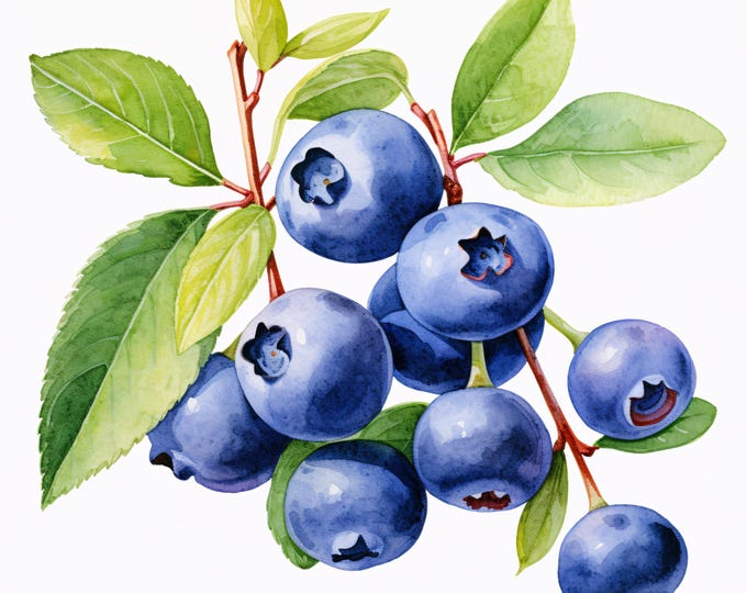 Watercolor Blueberries Clipart: Fruit Branch JPG Images (Commercial Use, Instant Download)