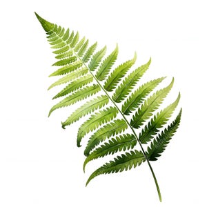 Clipart de feuilles de fougère, images de fougère forestière, 10 images clipart aquarelle, fichiers JPG imprimables, téléchargement immédiat, usage commercial, créations en papier