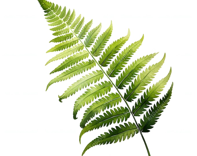 Fern Leaves Clipart, Forest Fern Images, 10 Watercolor Clip Art, Printable JPGs, Instant Download, Commercial Use, Paper craft