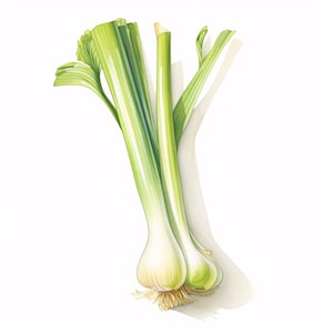 Clipart poireau aquarelle : Art végétal oignon vert (téléchargement numérique JPG, usage commercial)