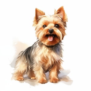 Clipart Yorkshire Terrier, Yorkie hond afbeeldingen, 10 aquarel illustraties, afdrukbare JPG's, Instant Download, Commercieel gebruik, Papercraft