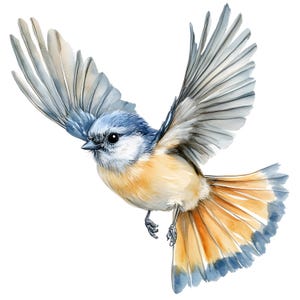 Clipart mésange en touffes, Images de mésange volante, 10 cliparts aquarelle, fichiers JPG imprimables, téléchargement immédiat, usage commercial, créations en papier