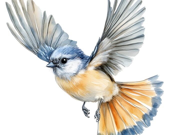 Tufted Titmouse Clipart, Flying Titmouse Images, 10 Watercolor Clip Art, Printable JPGs, Instant Download, Commercial Use, Paper craft