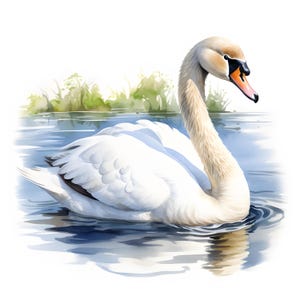 Imágenes prediseñadas de cisne, imágenes de cisne real, 10 imágenes prediseñadas de acuarela, archivos JPG imprimibles, descarga instantánea, uso comercial, manualidades de papel