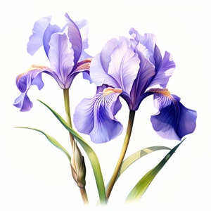 Clipart de íris selvagem, imagens de flores de íris, 10 clipart em aquarela, JPGs para impressão, download instantâneo, uso comercial, artesanato em papel